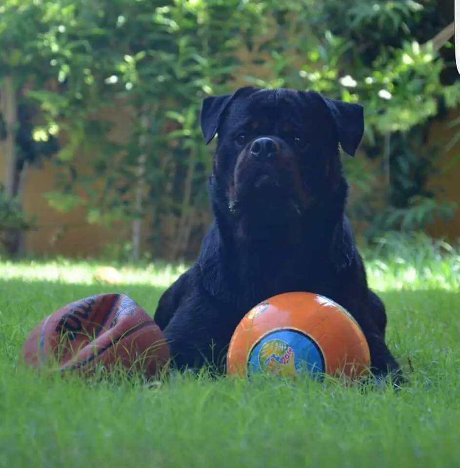 Rottweiler Training