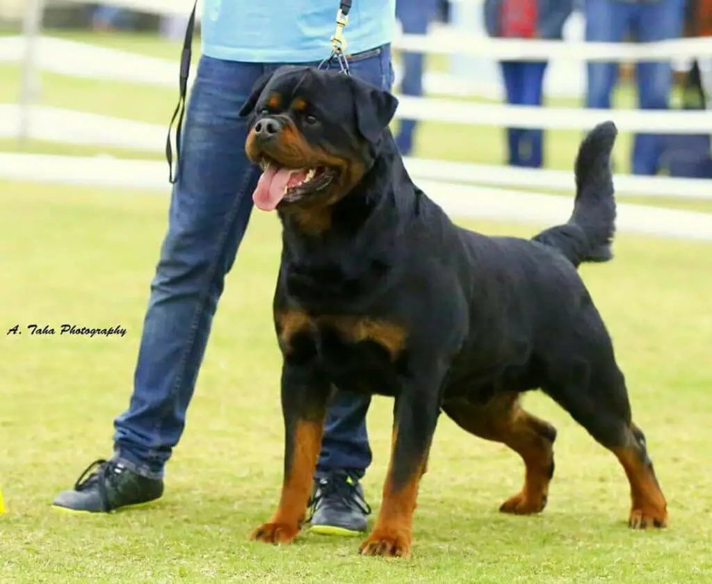 13 Reasons Not to Get a Rottweiler 5 rottweiler