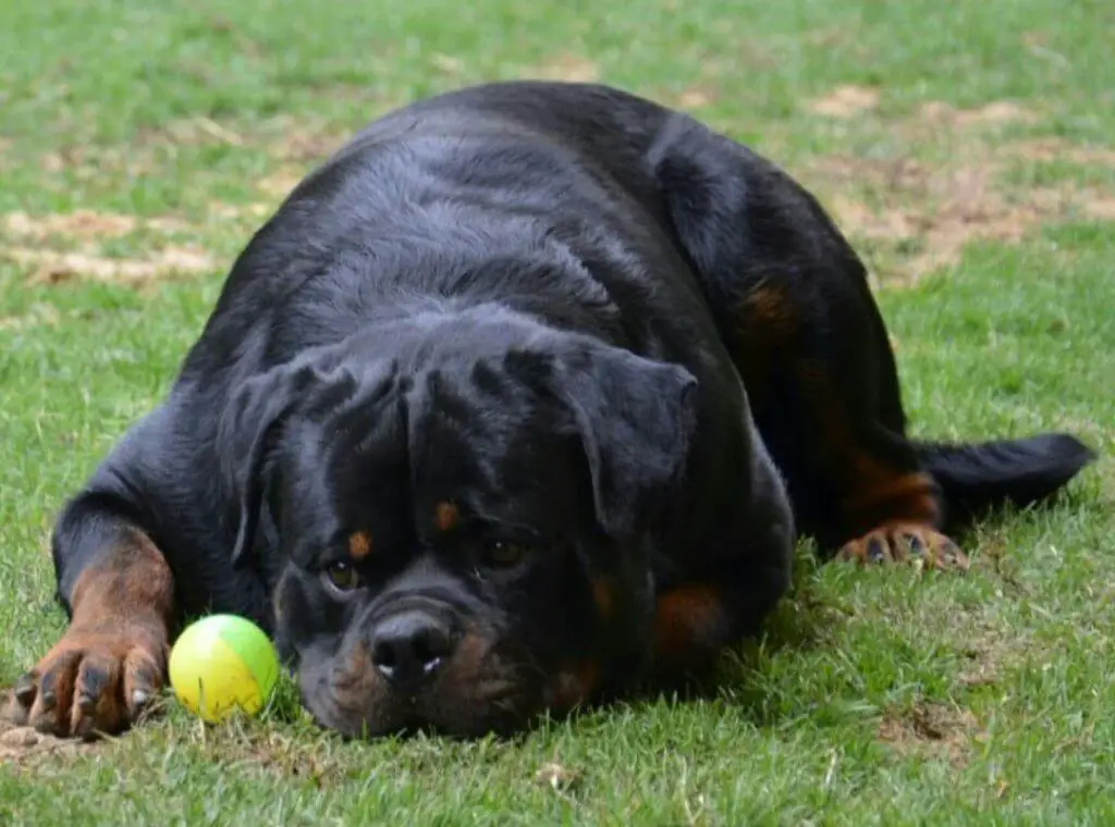 9 Things Only People Who Are Obsessed With Rottweiler Will Understand 1 rottweiler