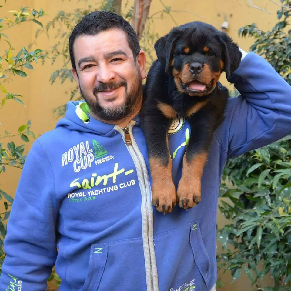 rottweiler puppy 