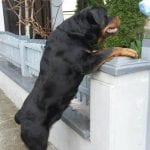 rottweiler playing