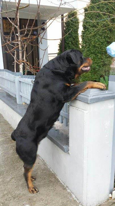 rottweiler playing