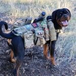 rottweiler vest
