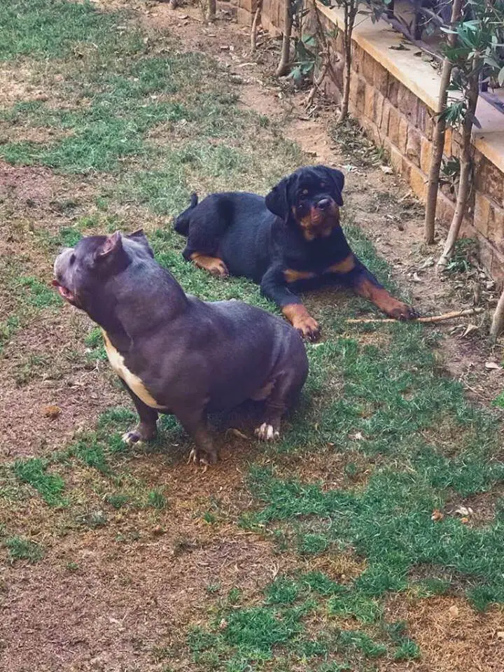 rottweiler puppy