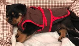 9 Signs Your Rottweiler Dog is Actually Your “Baby” 1 rottweiler bed