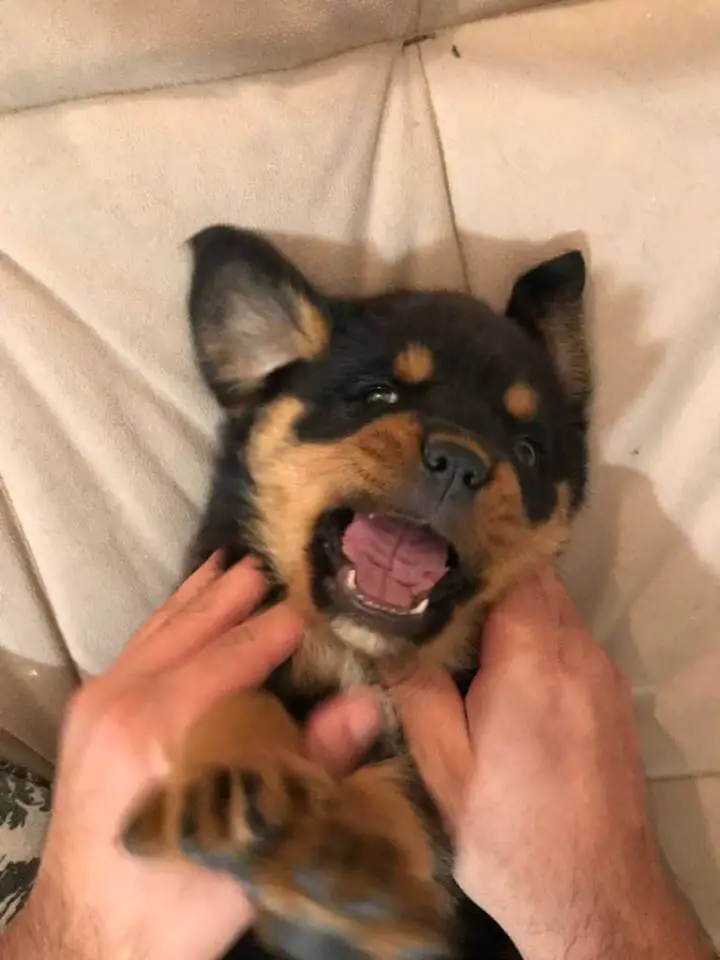 12 Absolutely Adorable Rottweiler Faces That Get Anything They Want 11 rottweiler
