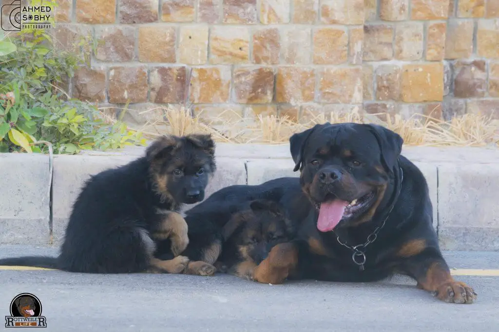 Rottweiler Temperament