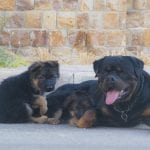 Rottweiler Temperament