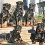 rottweiler barks