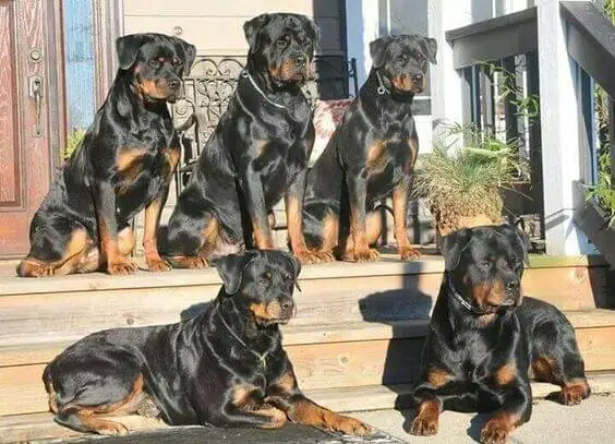 rottweiler barks