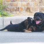 rottweiler