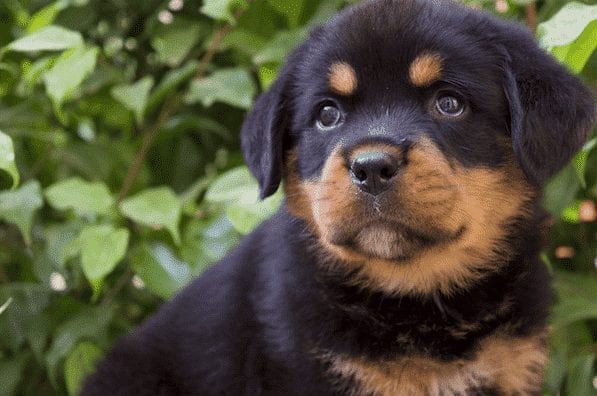 adorable rottweilers