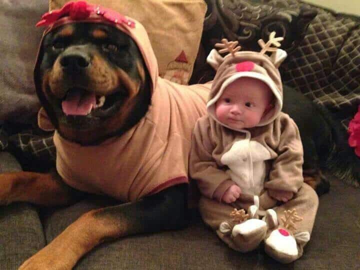 15 Things that you have to endure of your Rottweiler for real love. 3 rottweiler