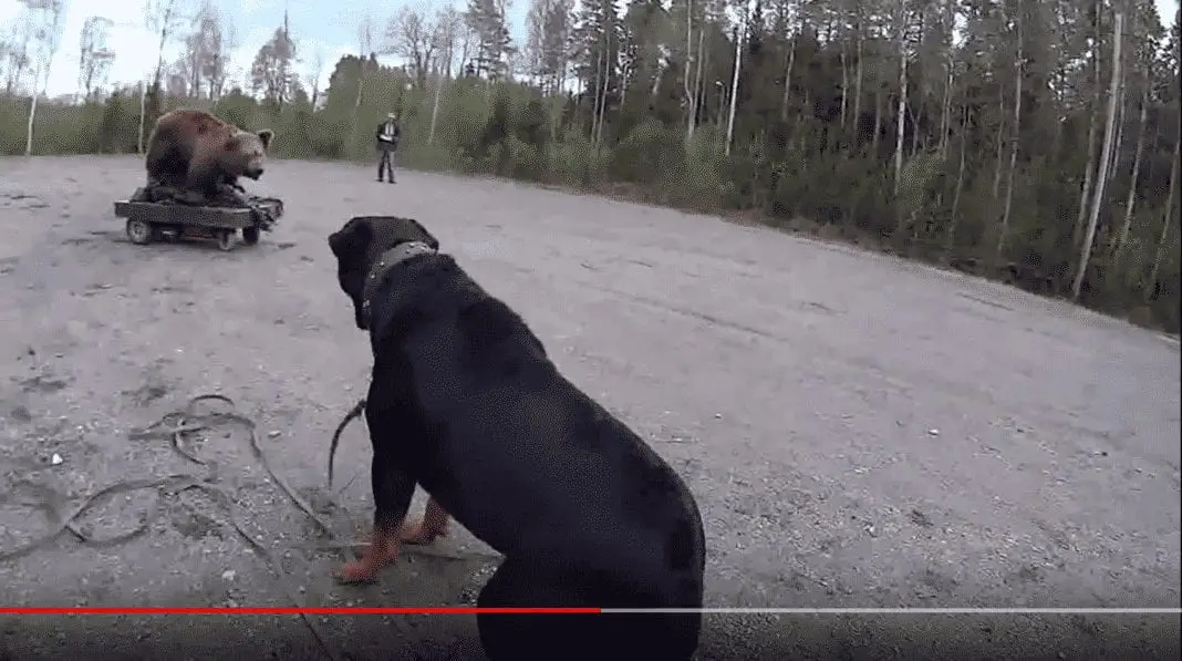 rottweiler bear test