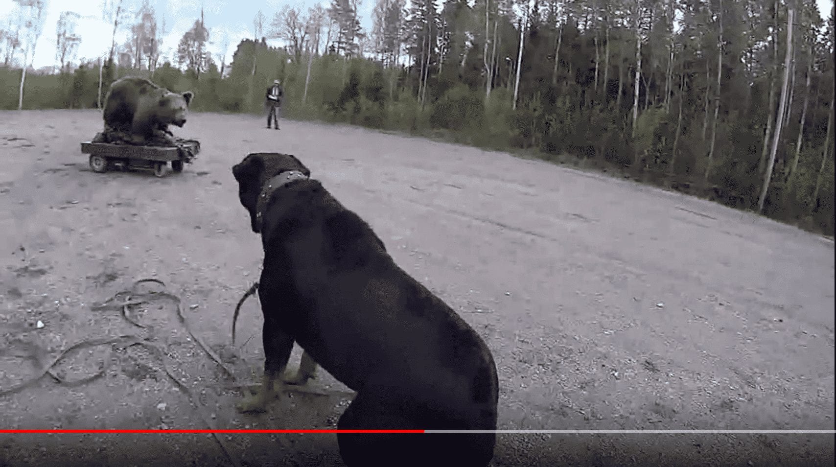 Rottweiler Bear Test