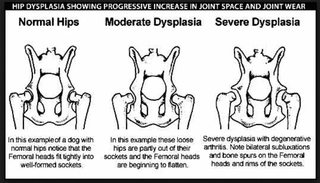 Dysplasia in Rottweilers dog