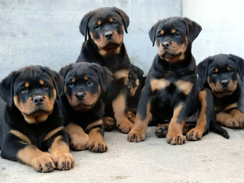 Rottweiler Dog Breed Information 11 Rottweiler Temperament And Personality