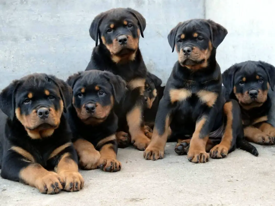 Rottweiler Temperament And Personality