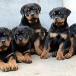 Rottweiler Temperament And Personality