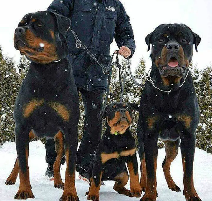 10 Reasons why Rottweilers Should Be Illegal 6 rottweiler