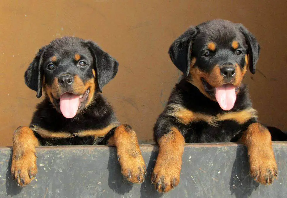 Rottweiler Training