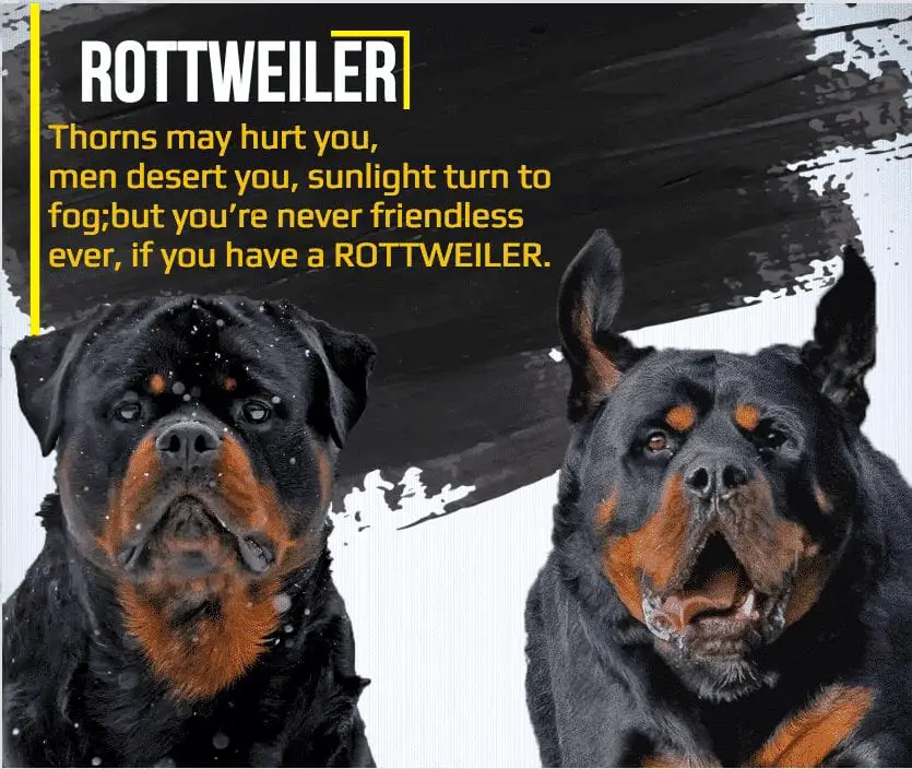 rottweiler