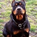 Rottweiler Mix With Pitbull Pitweiler