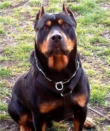 Rottweiler Mix With Pitbull Pitweiler