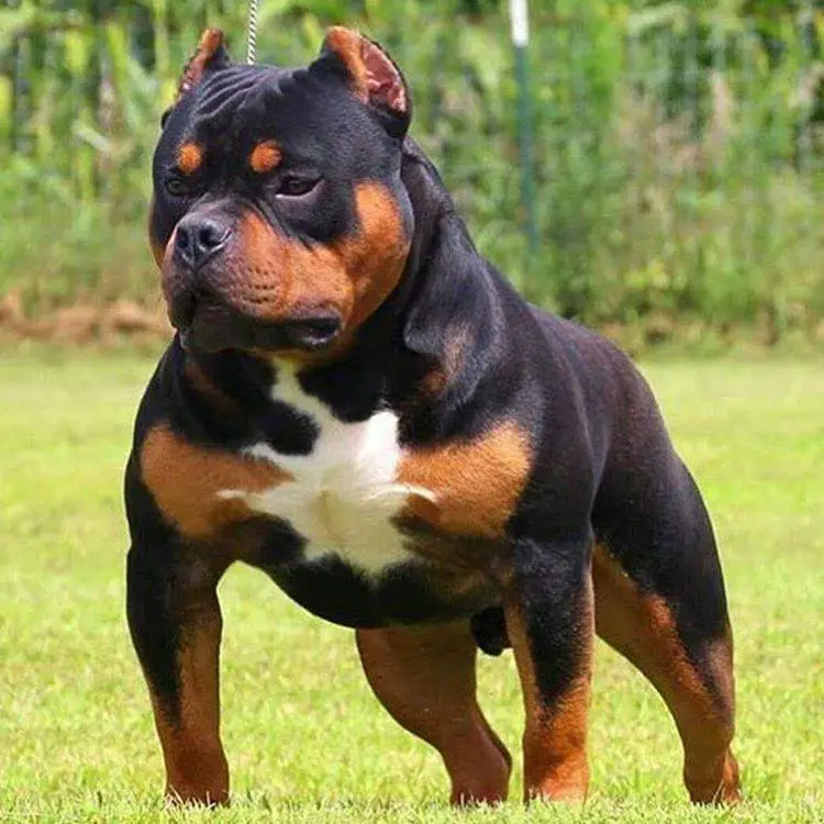 Rottweiler Mix With Pitbull Pitweiler The Ultimate Watchdog