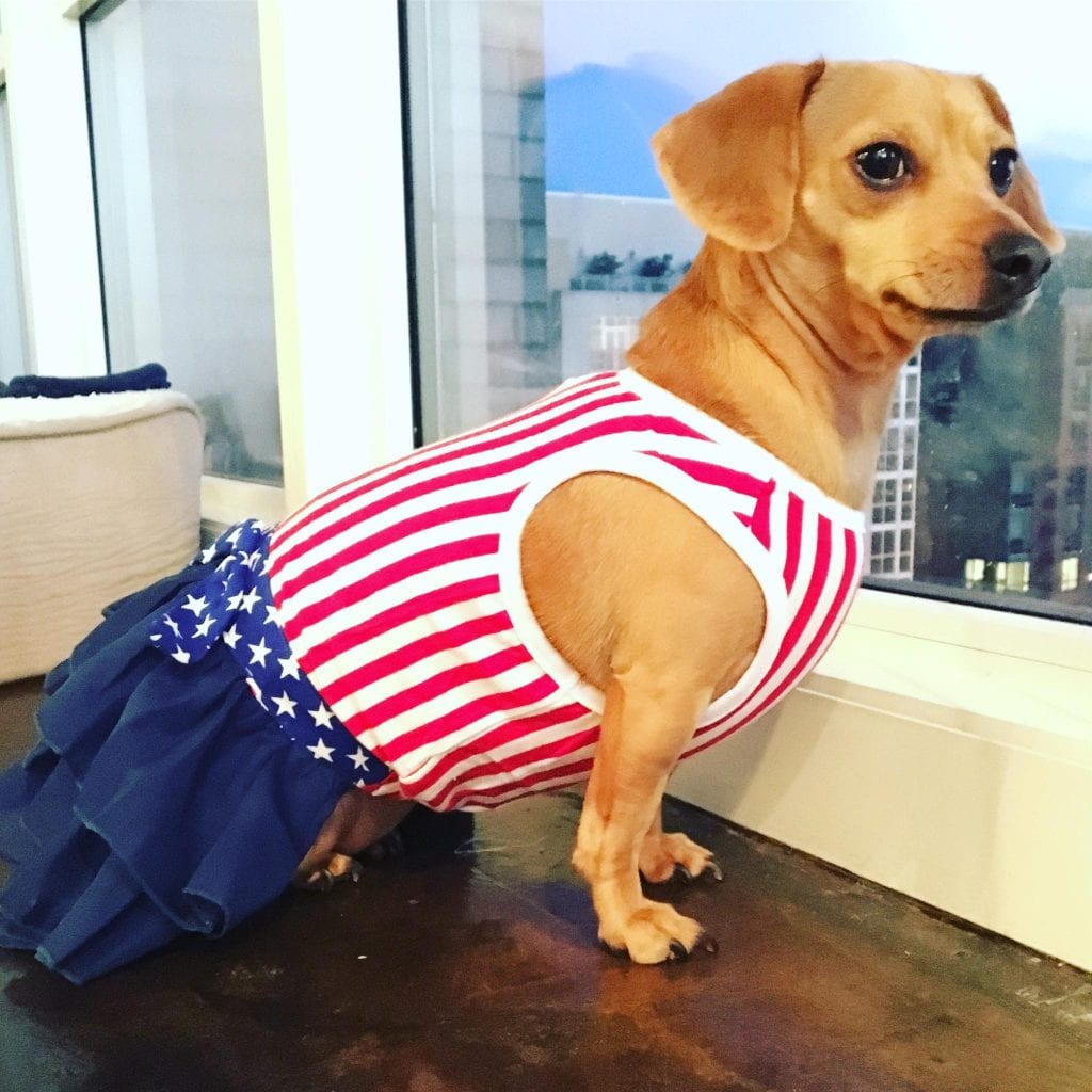 chiweenie dog clothes