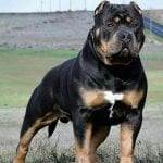 Rottweiler Mix With Pitbull Pitweiler