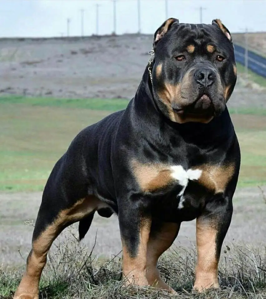 Rottweiler Mix With Pitbull Pitweiler