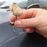 36279807_10155765465734506_7906955133177561088_n