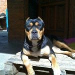 Rottweiler Mix With Pitbull Pitweiler