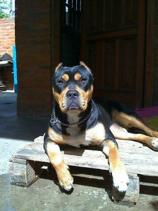 Rottweiler Mix With Pitbull "Pitweiler" The Ultimate