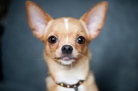 Chiweenie Dog Breed Information 1 Chiweenie