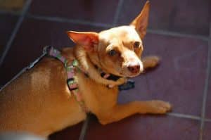 Chiweenie