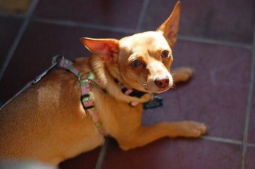Chiweenie Dog Breed Information 2 Chiweenie Dog
