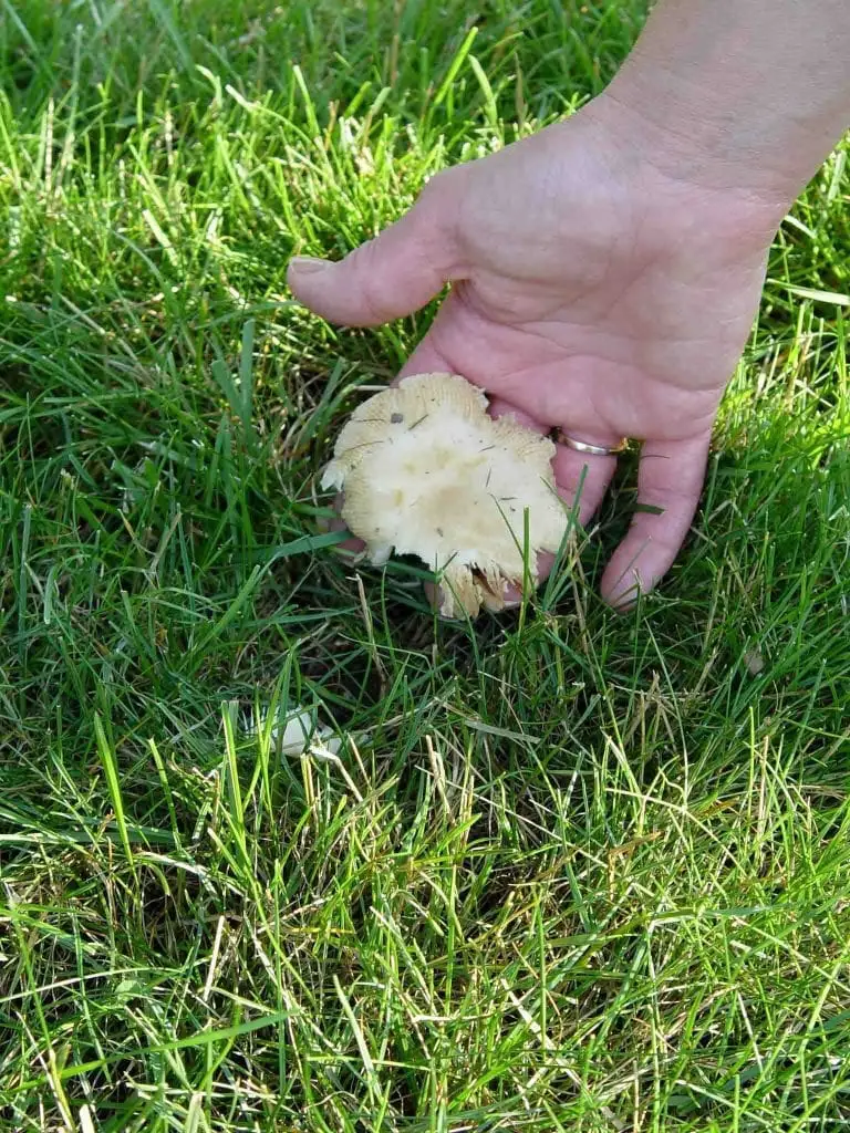 Warning: I am hoping everyone reads this and learns from our mistake 1 mushroom