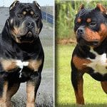 Rottweiler Mix With Pitbull Pitweiler