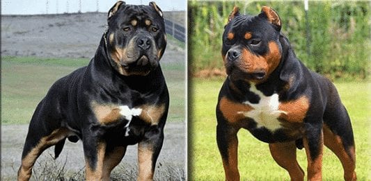 Rottweiler Mix With Pitbull Pitweiler