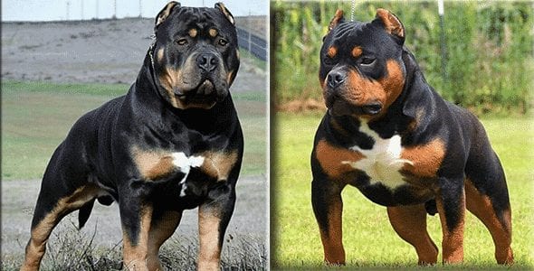 pit and rottweiler