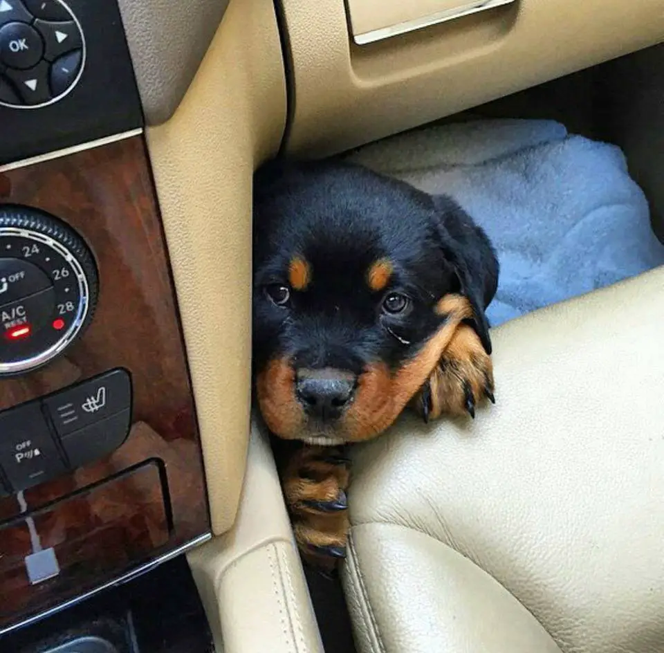 12 Absolutely Adorable Rottweiler Faces That Get Anything They Want 2 rottweiler