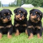 rottweiler body language