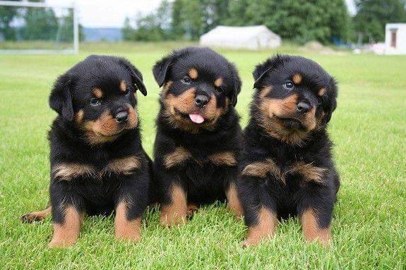 rottweiler body language