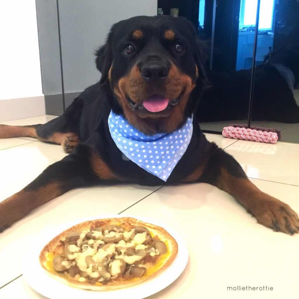 7 Rules Rottweiler Have For You 1 rottweilers