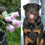 rottweilers