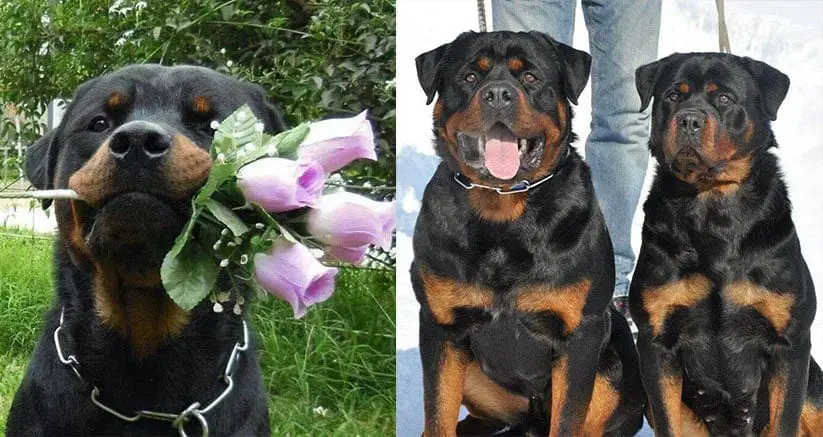 rottweilers