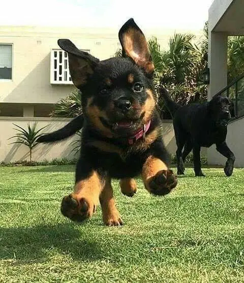 rottweiler