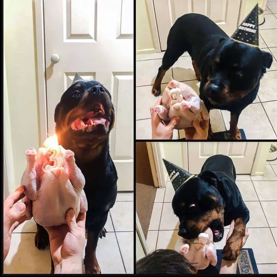 9 Signs Your Rottweiler Dog is Actually Your “Baby” 2 rottweiler birthday